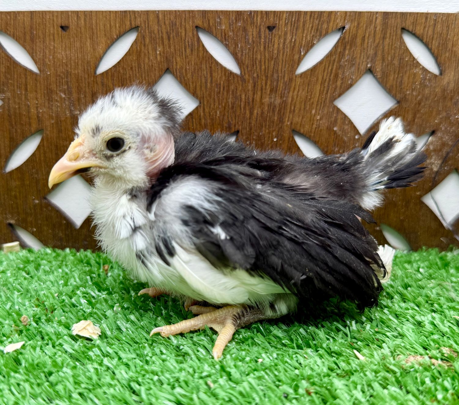 Possible Pullet