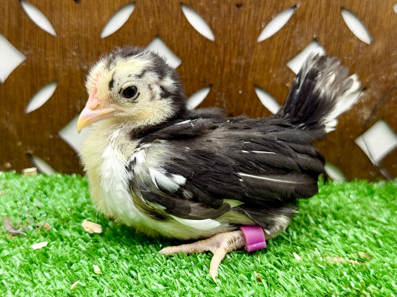 Possible Cockerel
