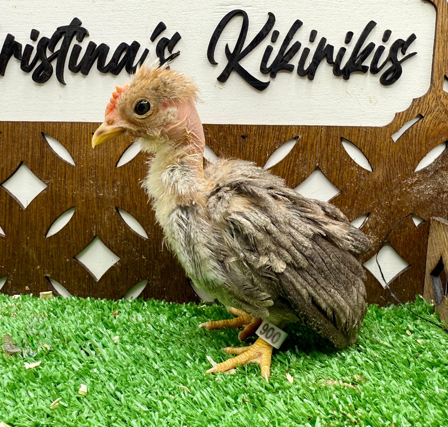 Cockerel
