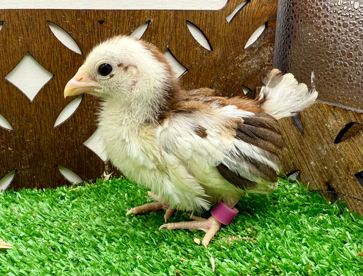 Possible Pullet