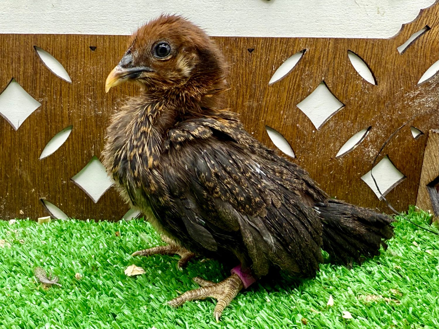 Possible Pullet