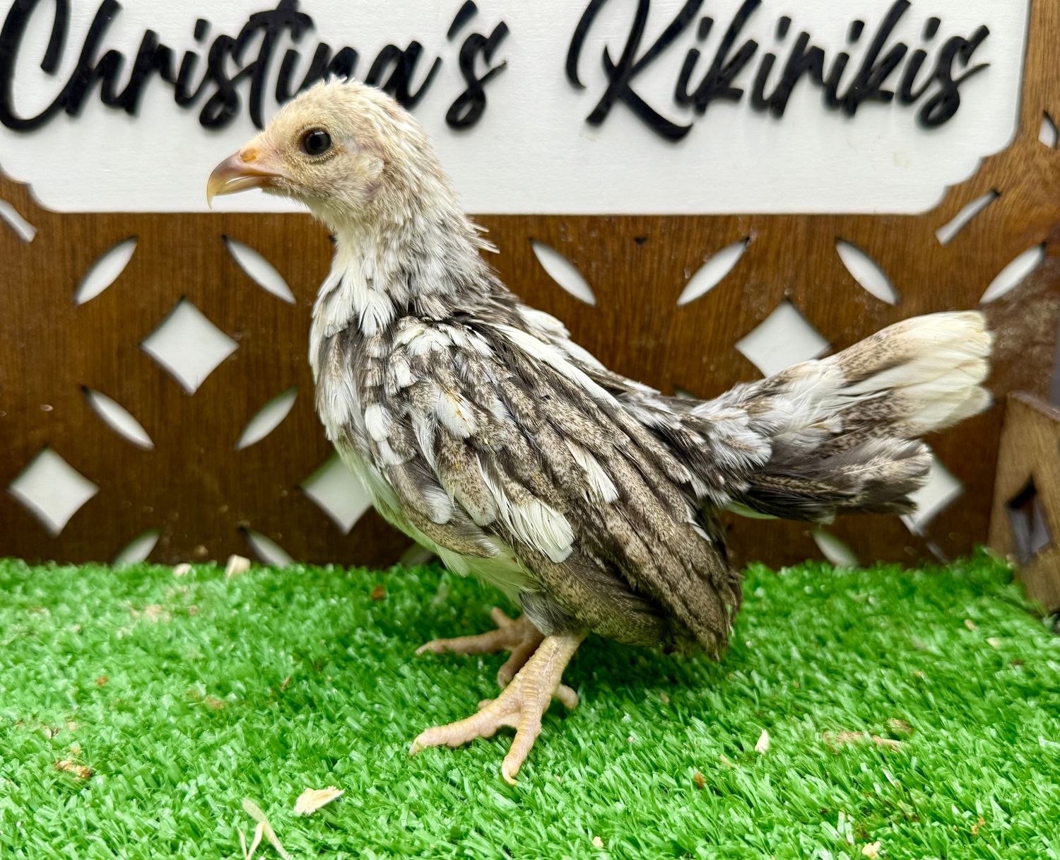 Possible Pullet