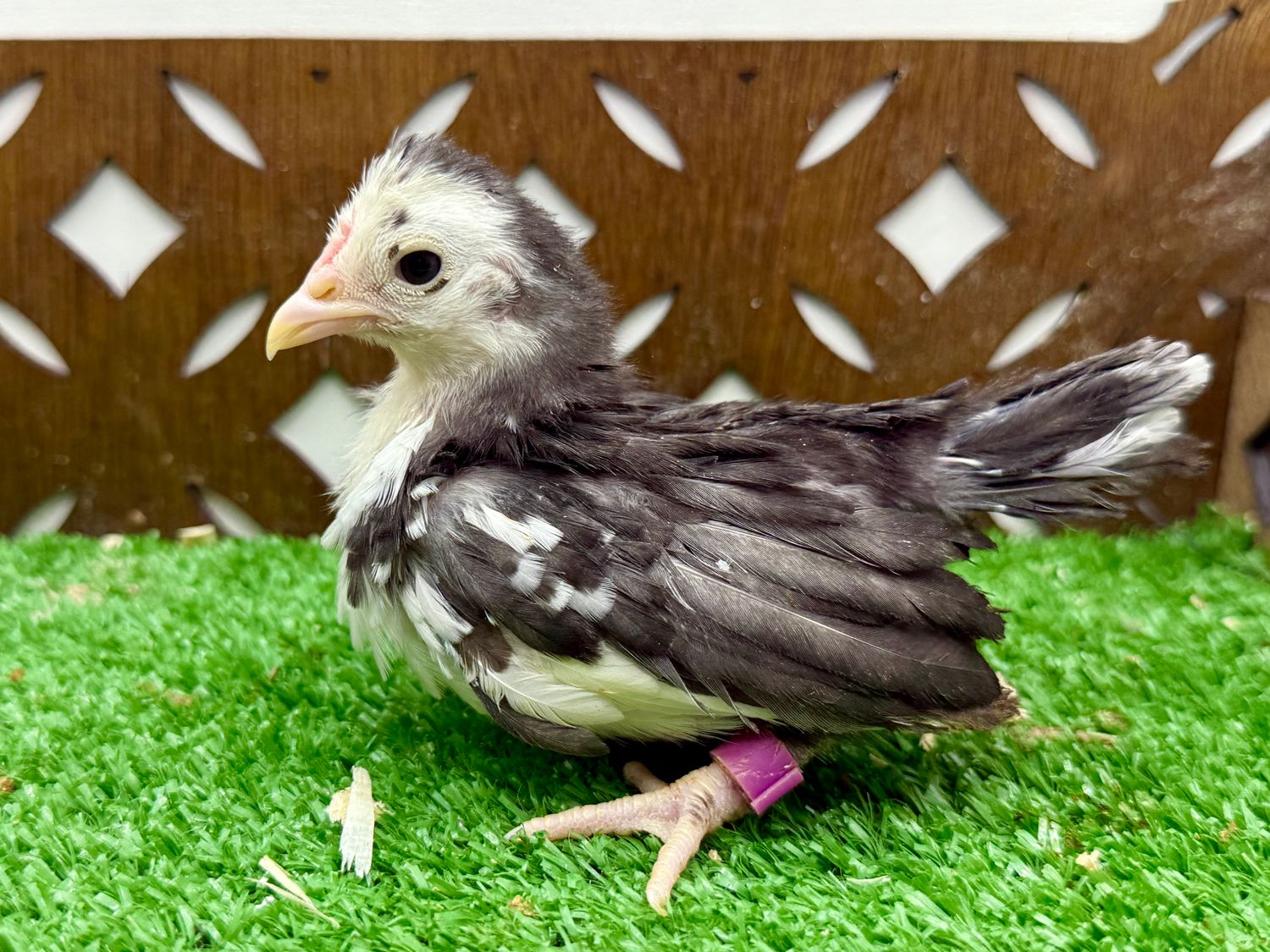 Possible Cockerel