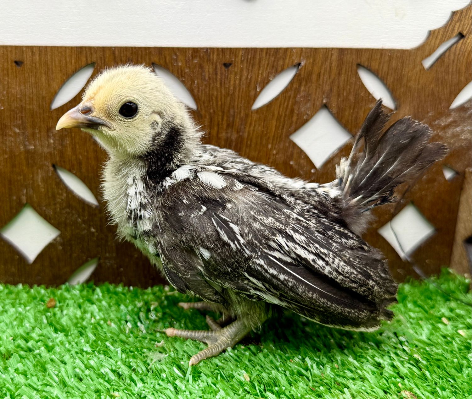 Possible Pullet