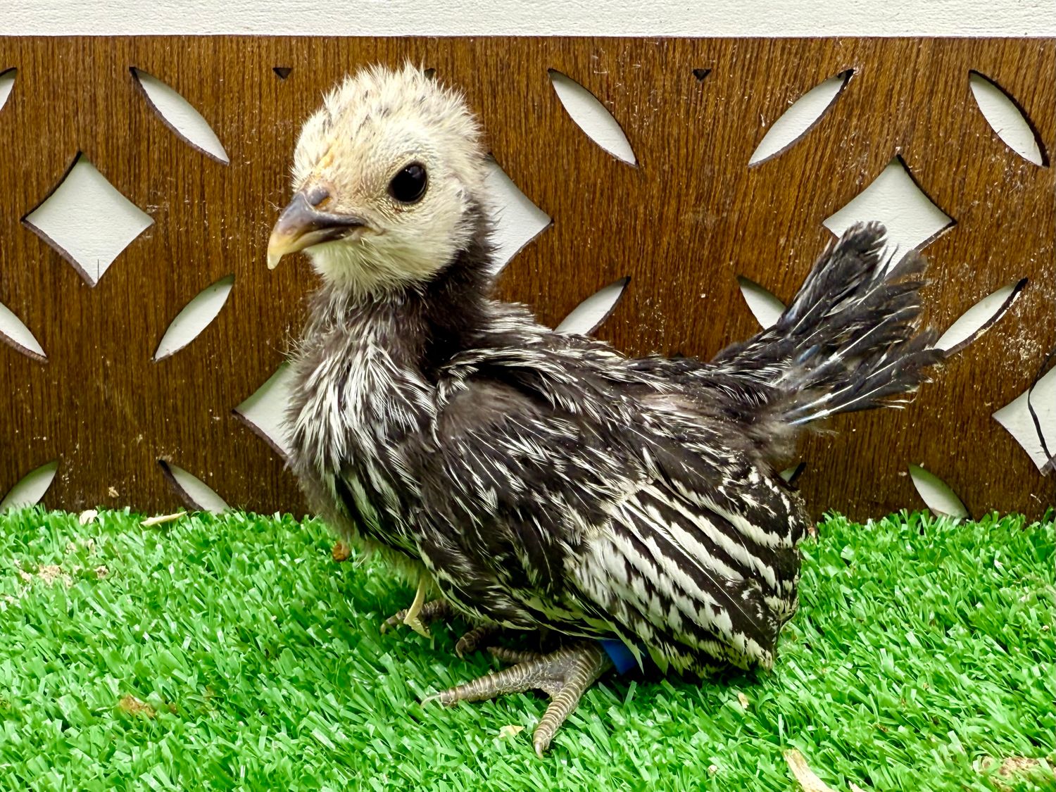 Possible Pullet
