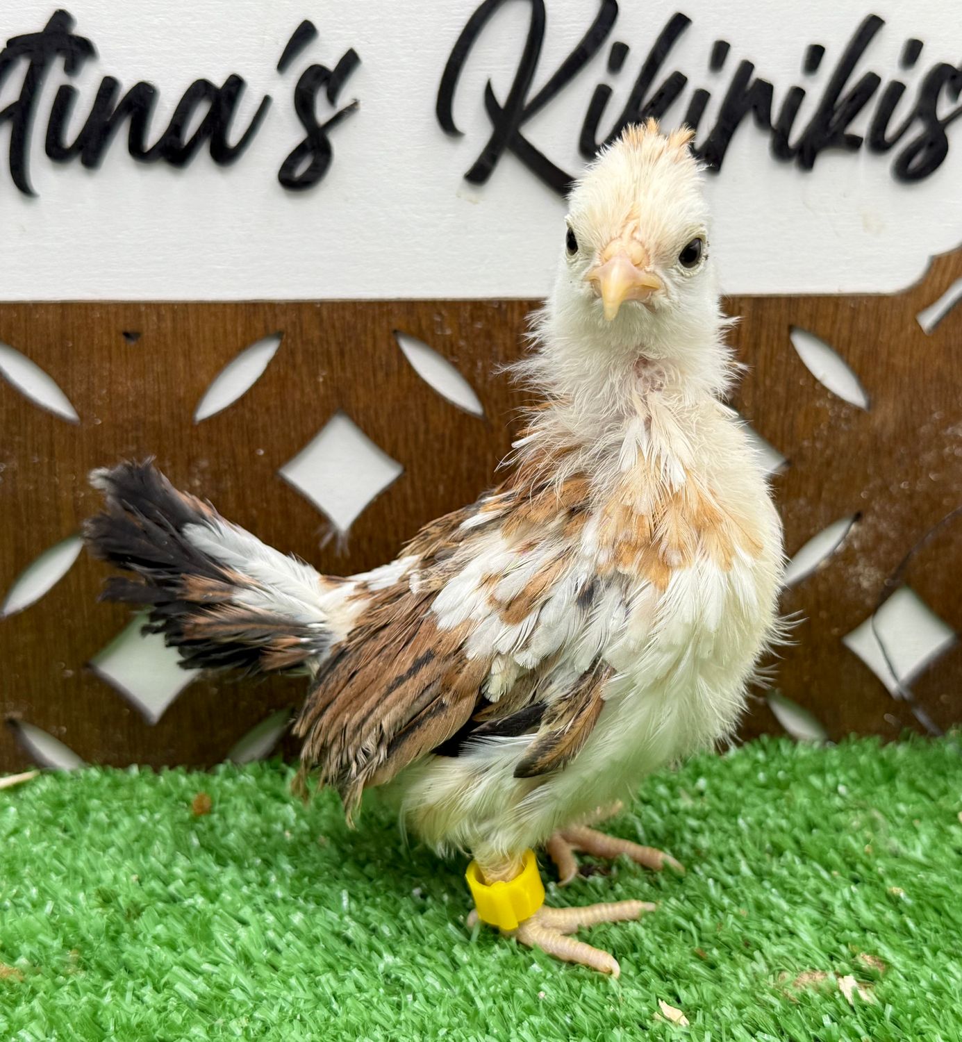 Possible Pullet