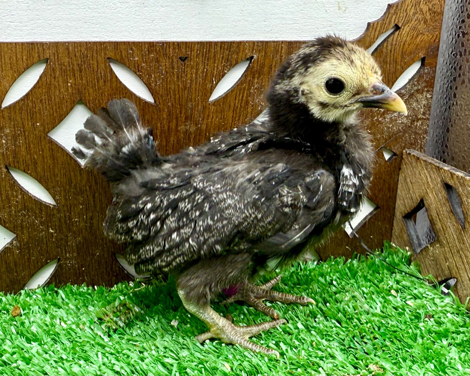 Possible Pullet
