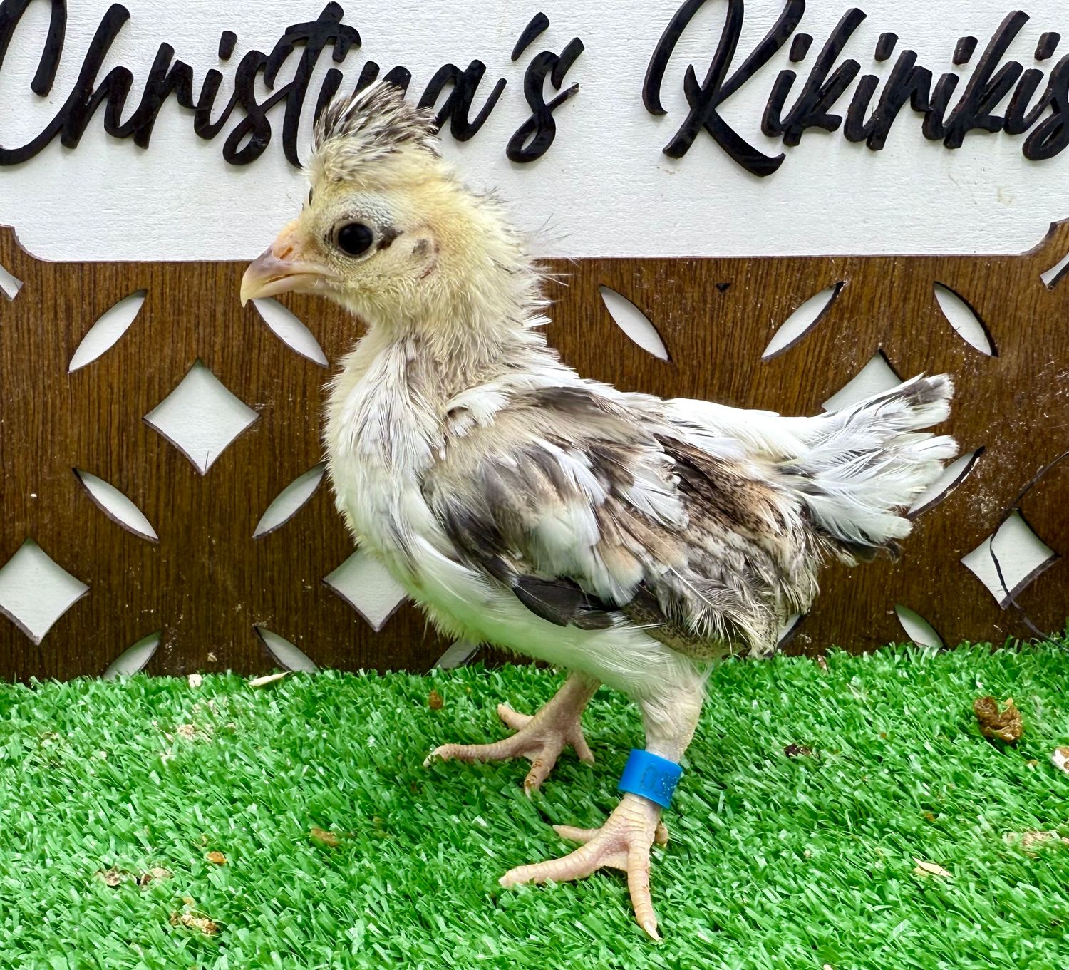 Possible Pullet