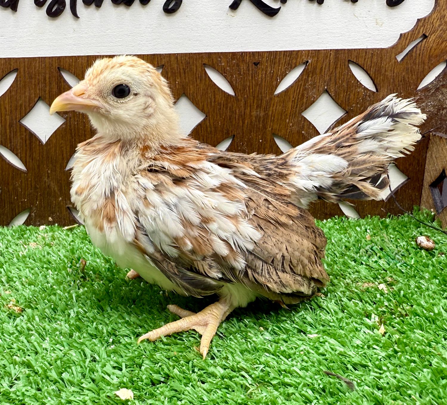 Possible Pullet