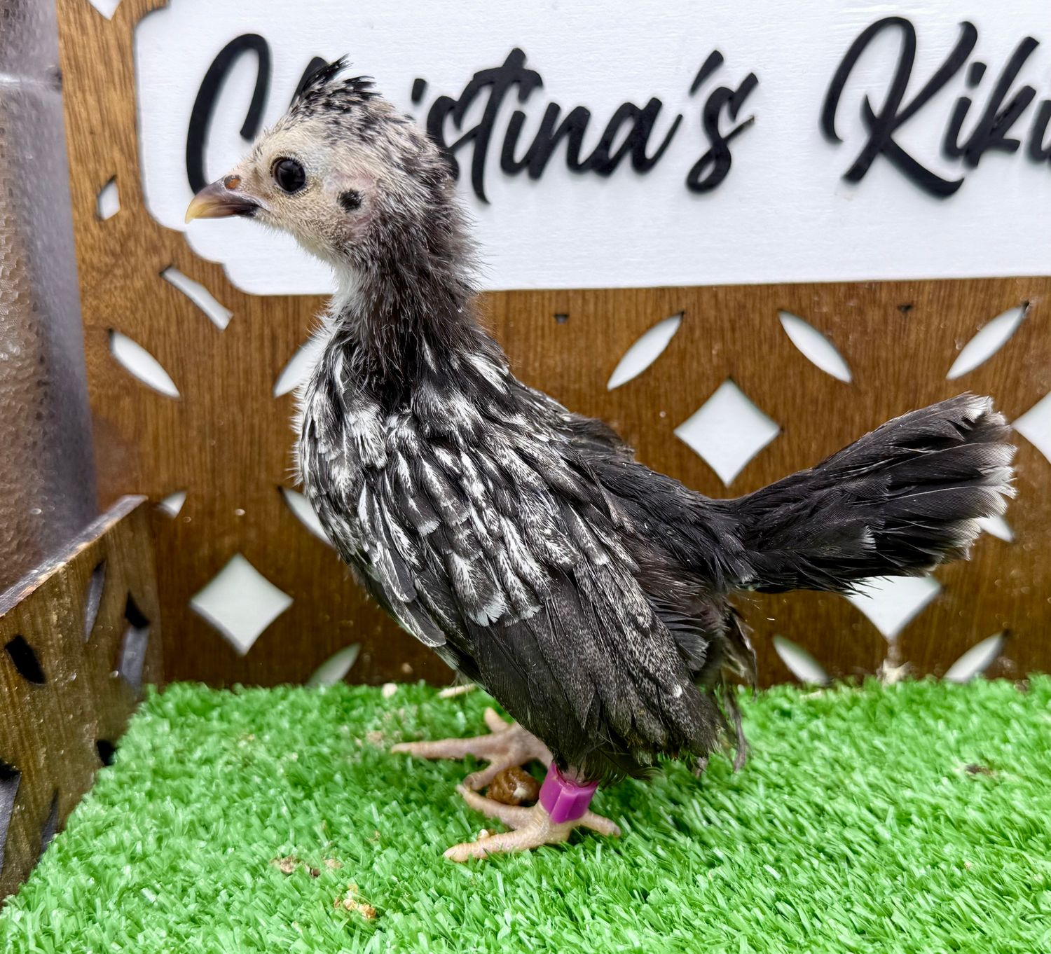 Possible Pullet