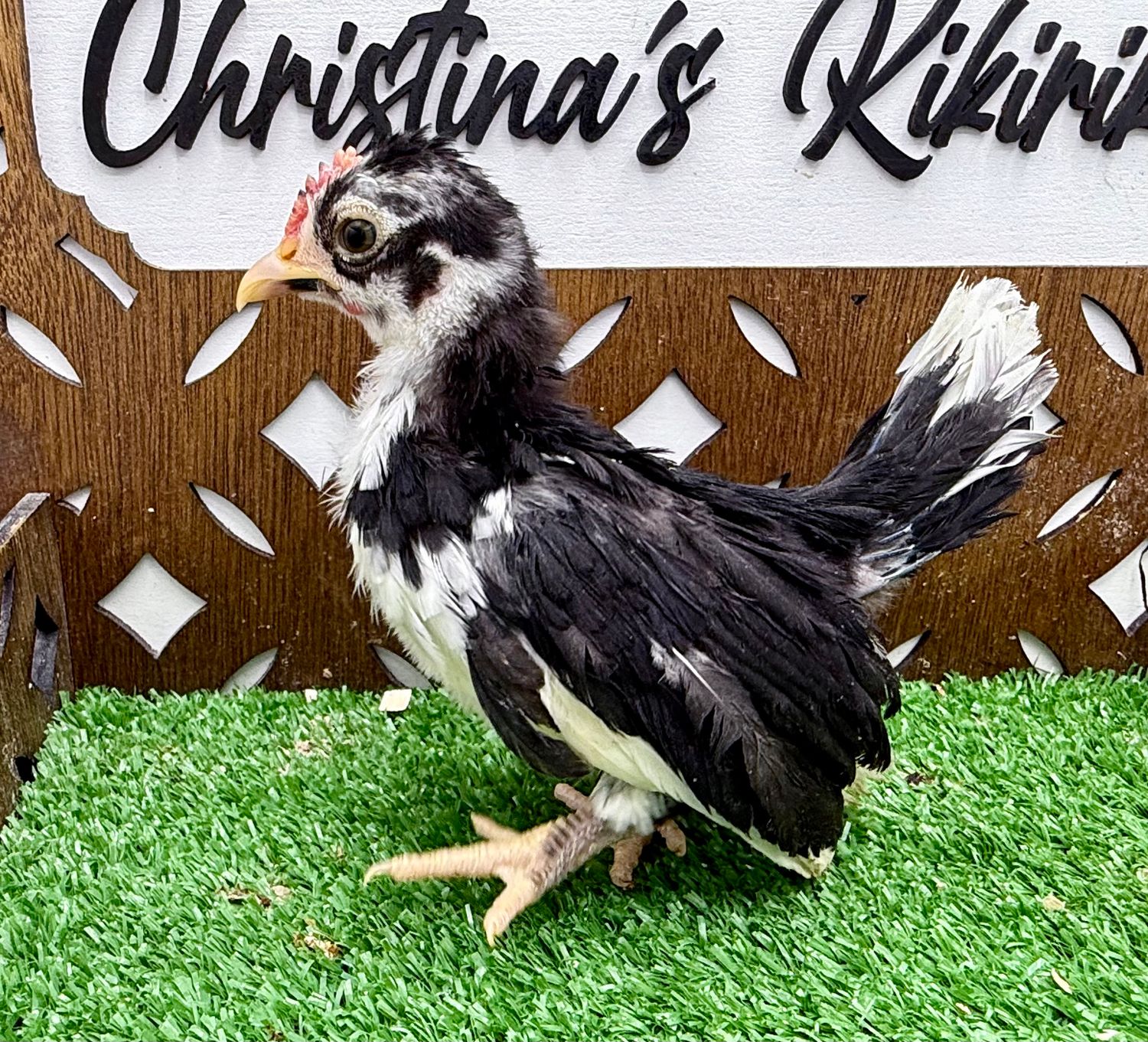 Cockerel