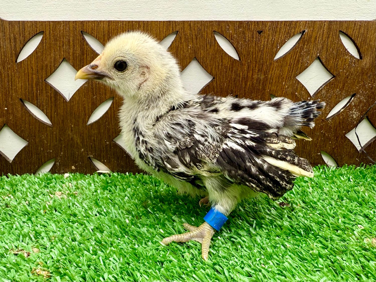 Possible Pullet
