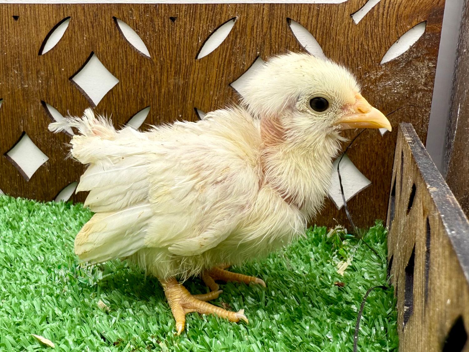 Possible Cockerel