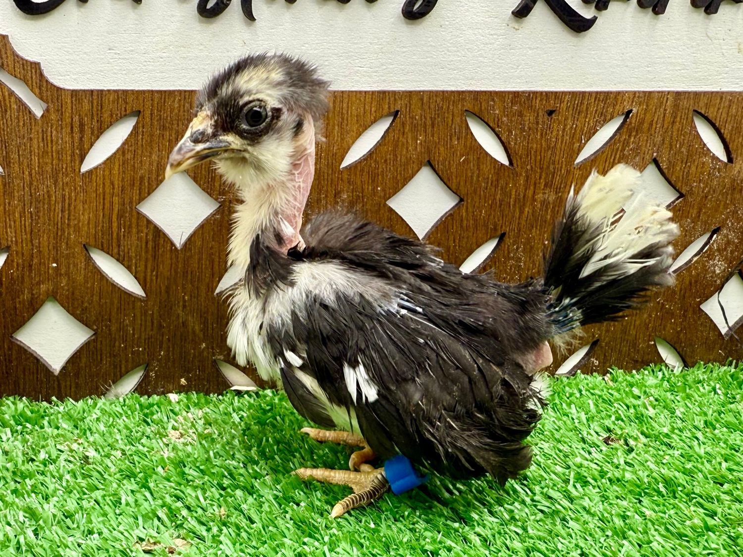Possible Pullet
