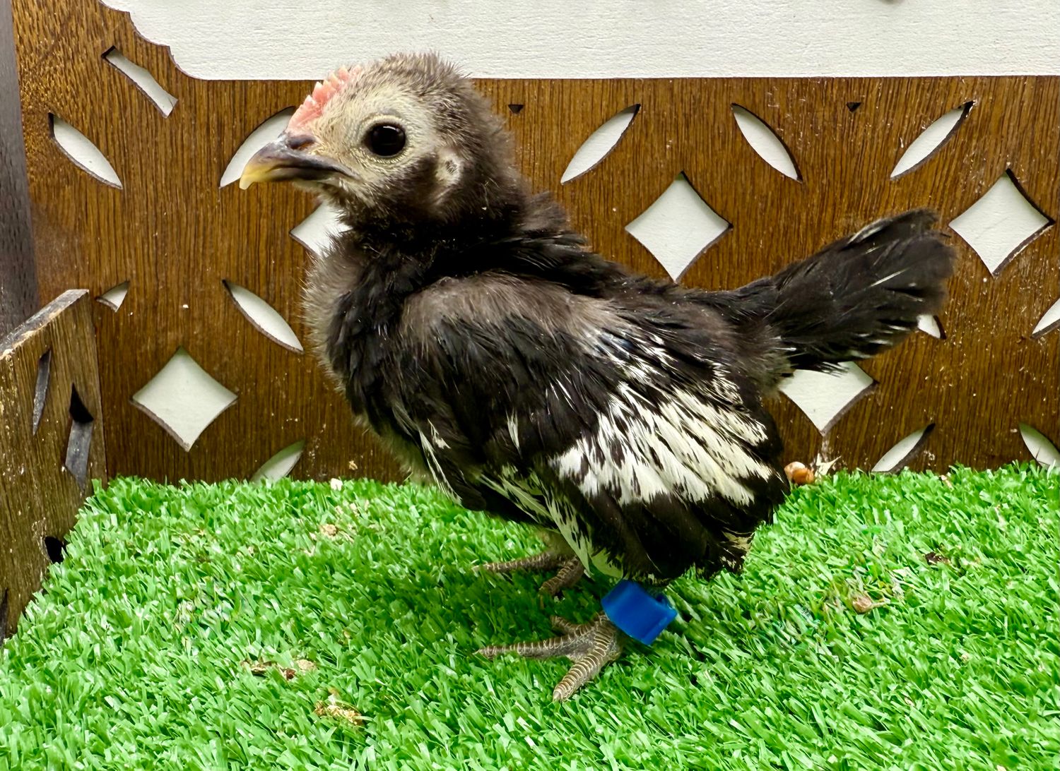 Cockerel