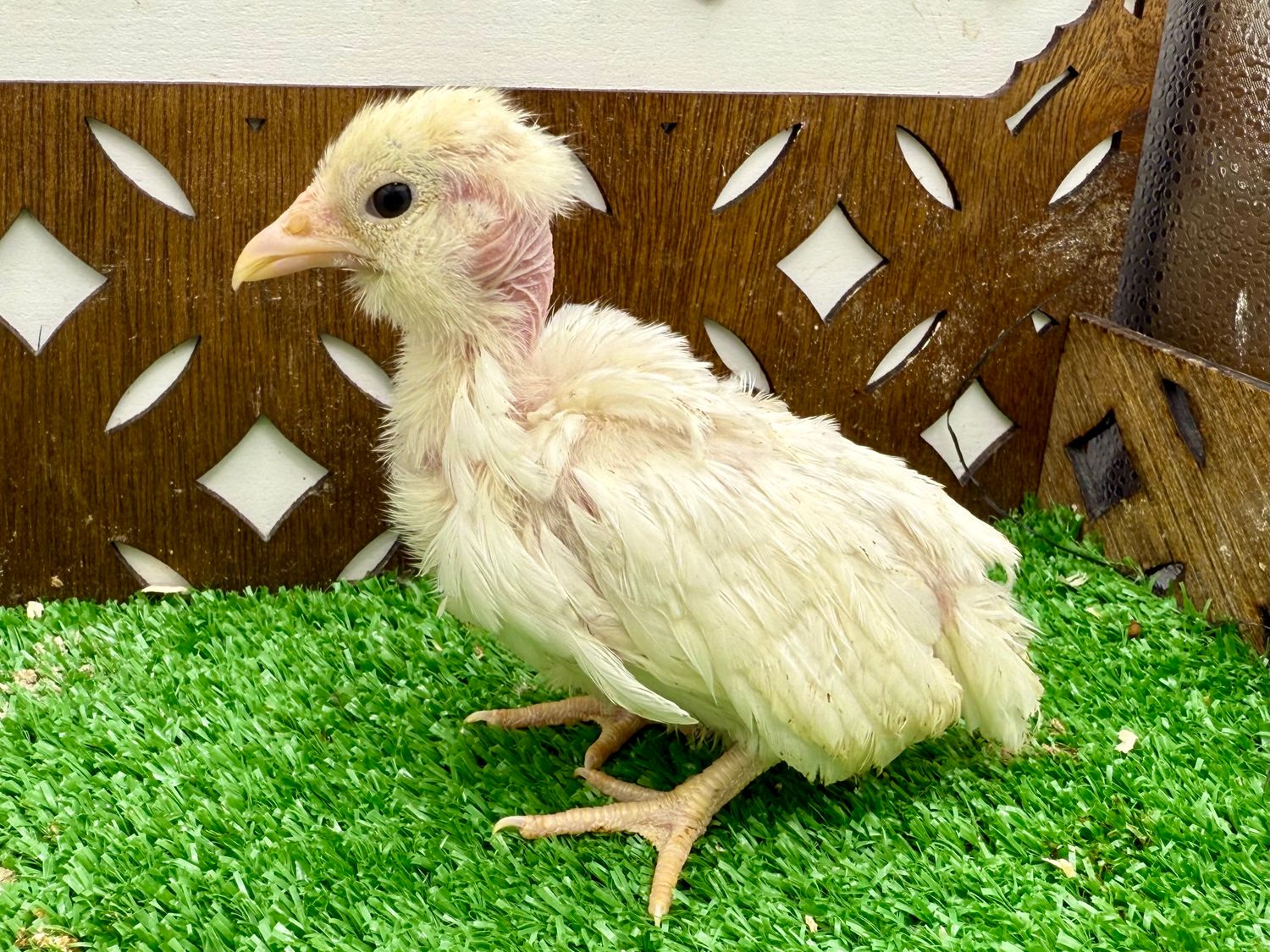 Possible Pullet