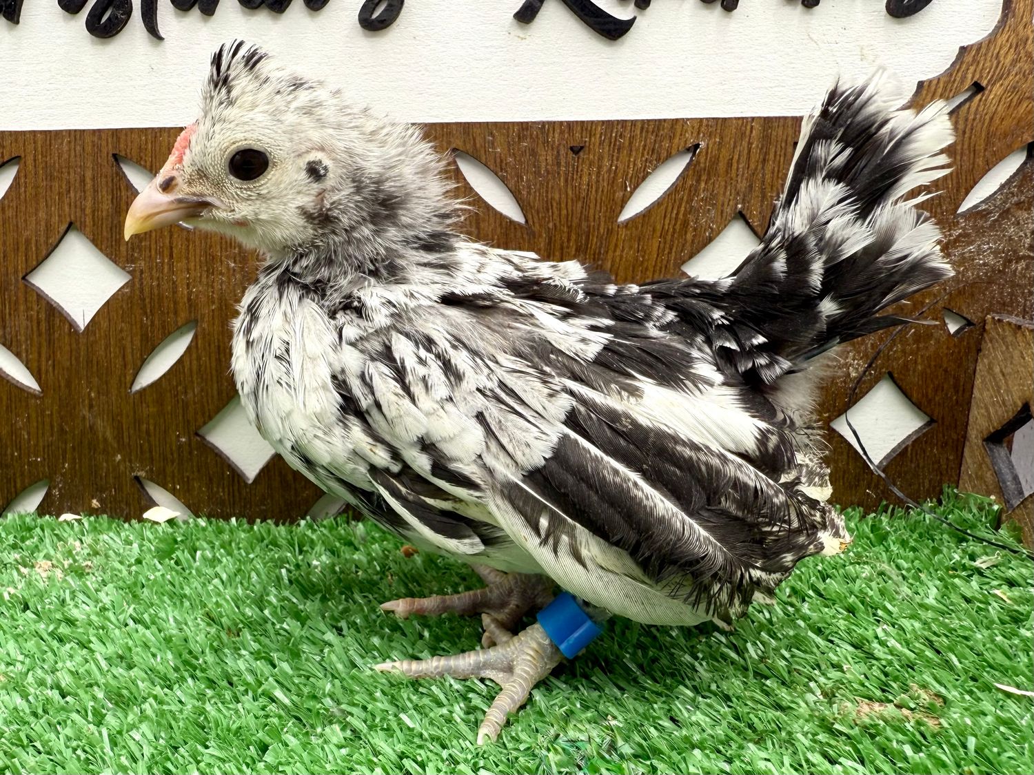 Cockerel