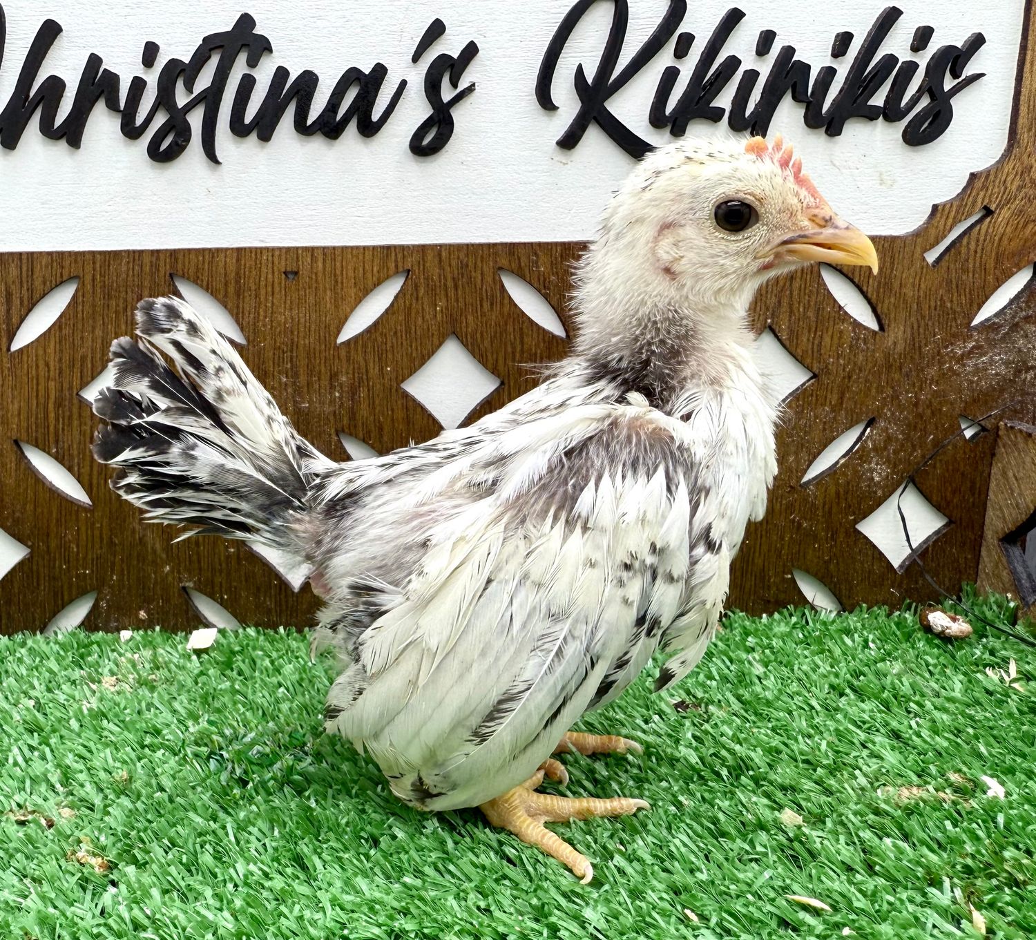 Cockerel