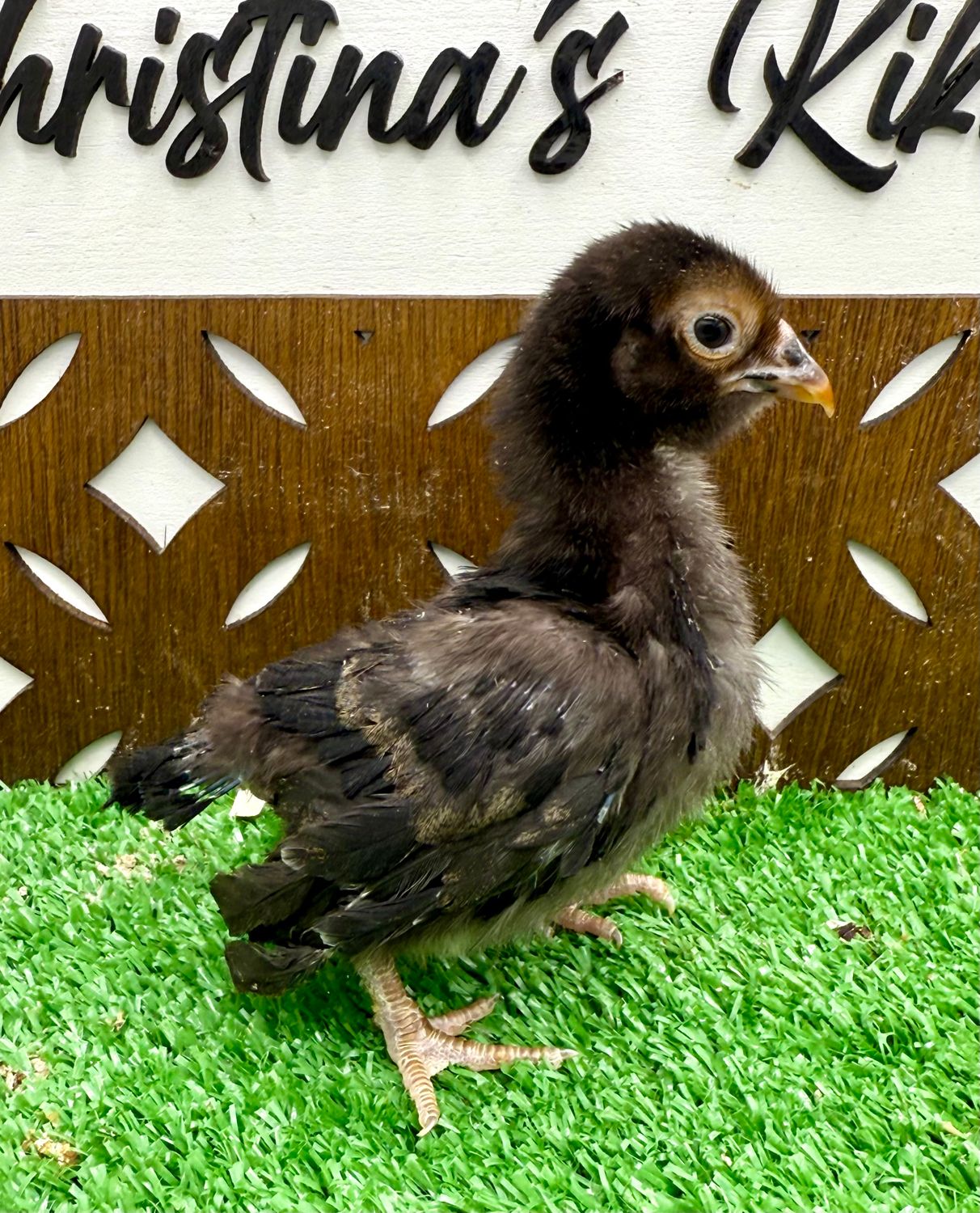 Possible Pullet