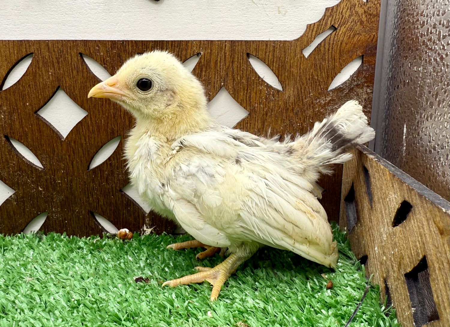 Possible Pullet