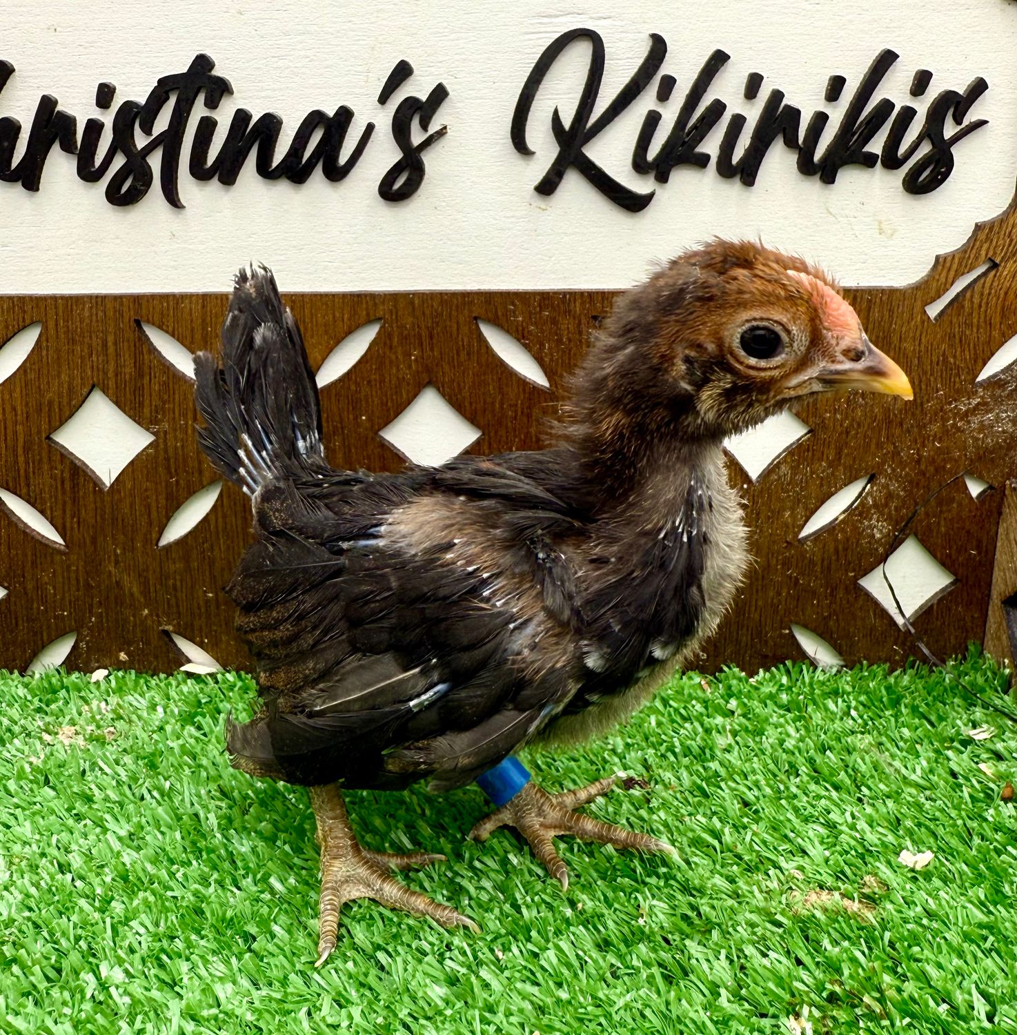 Cockerel