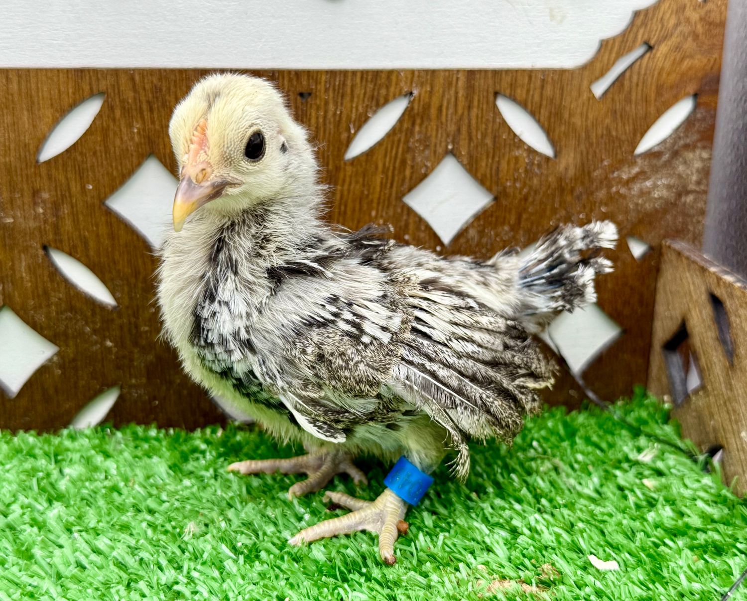Possible Cockerel