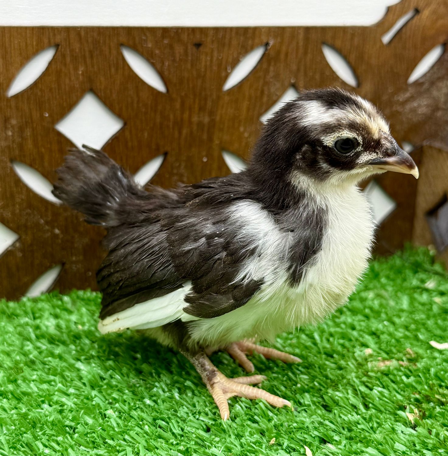 Possible Pullet