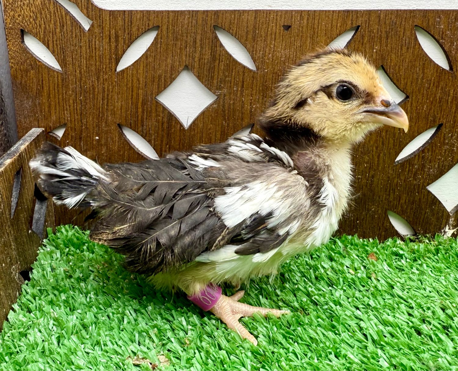 Possible Pullet