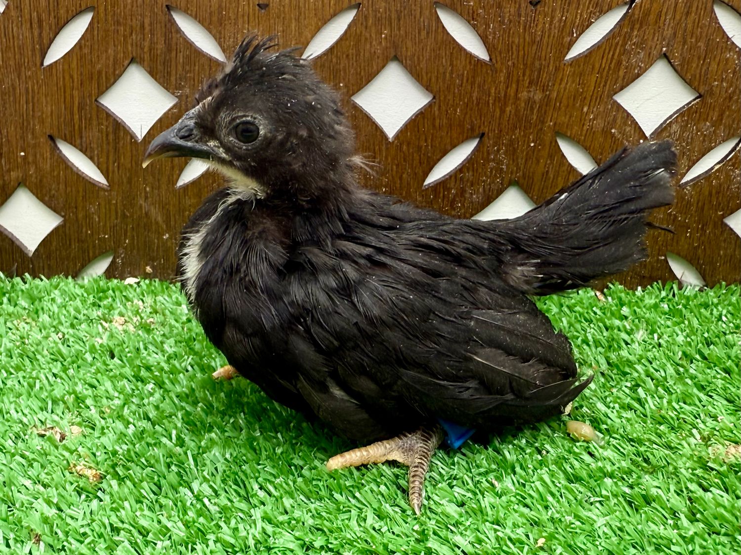 Possible Pullet