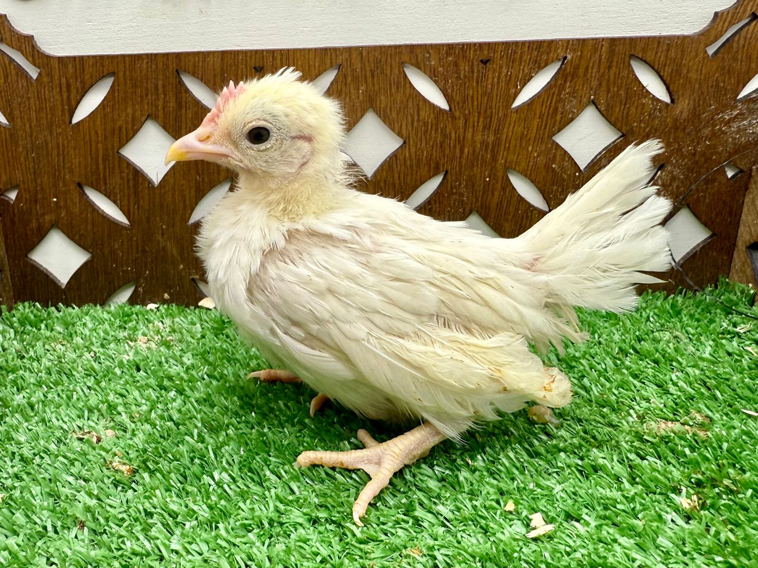 Cockerel