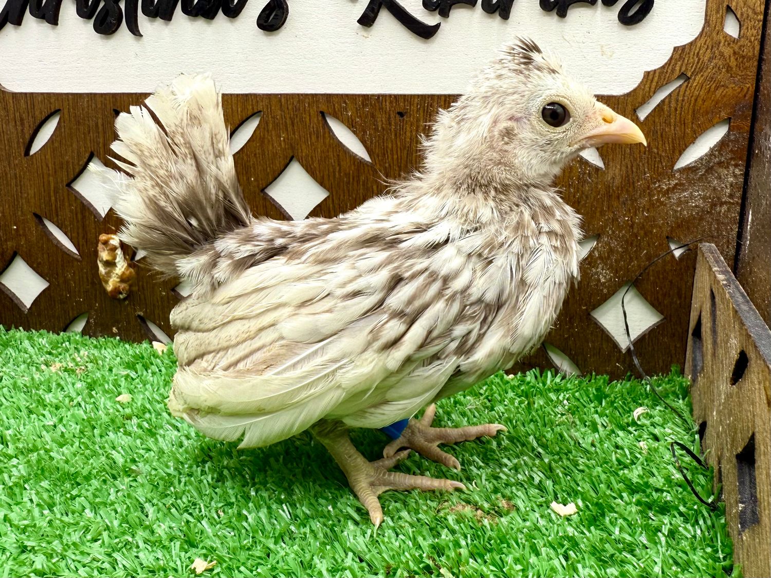 Possible Pullet