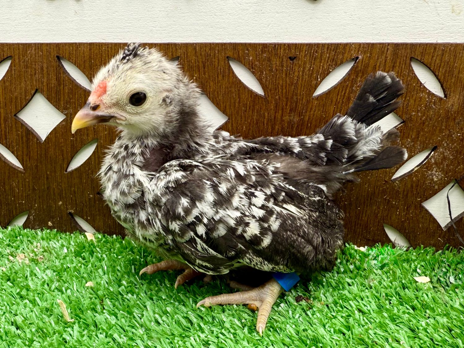 Cockerel