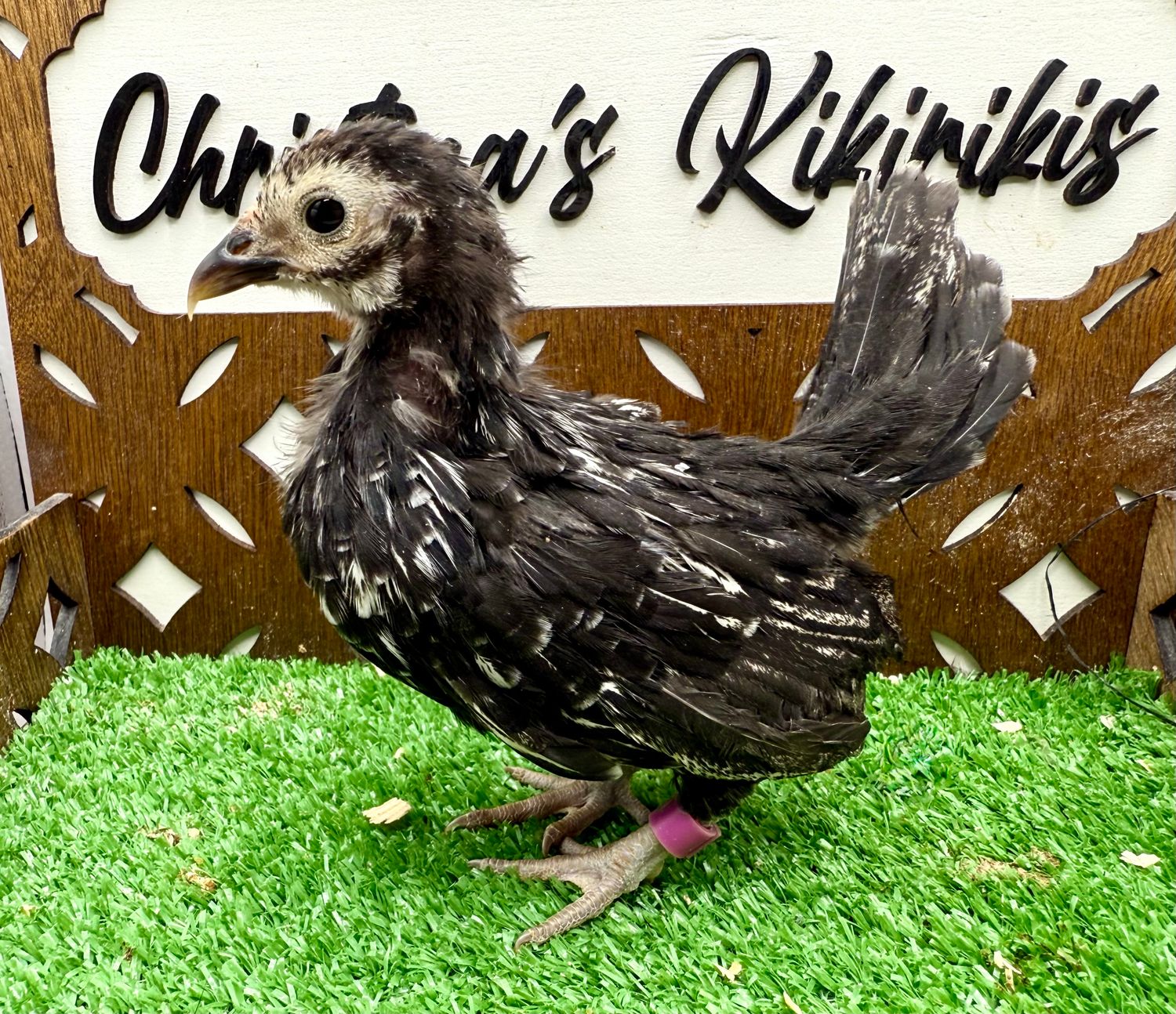 Cockerel