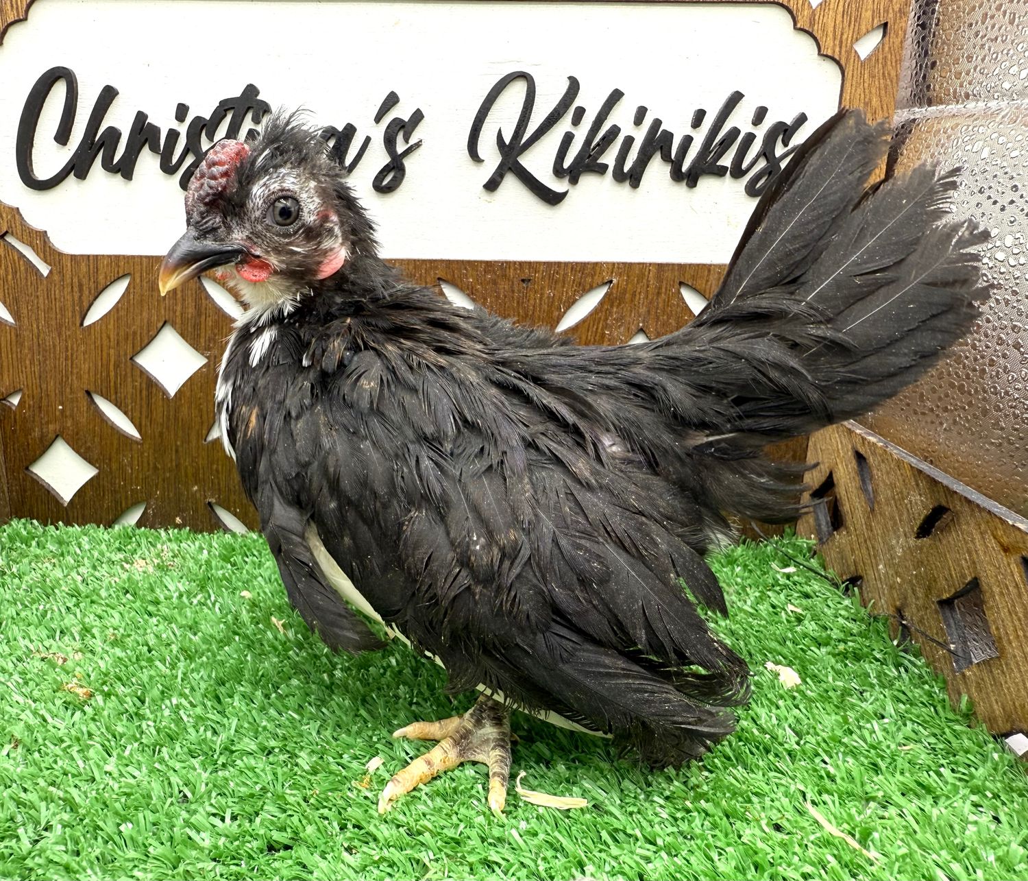 Cockerel