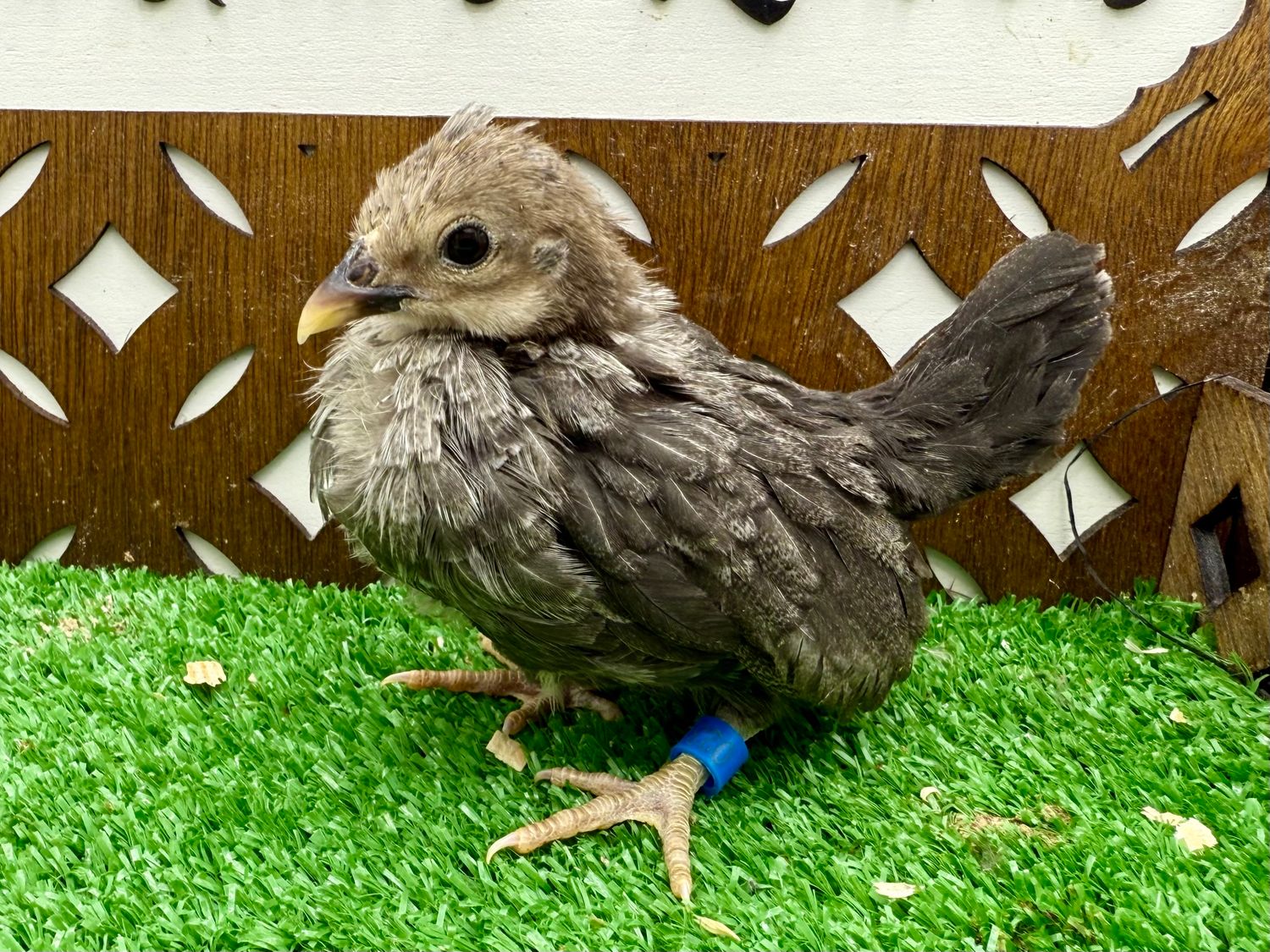 Possible Pullet