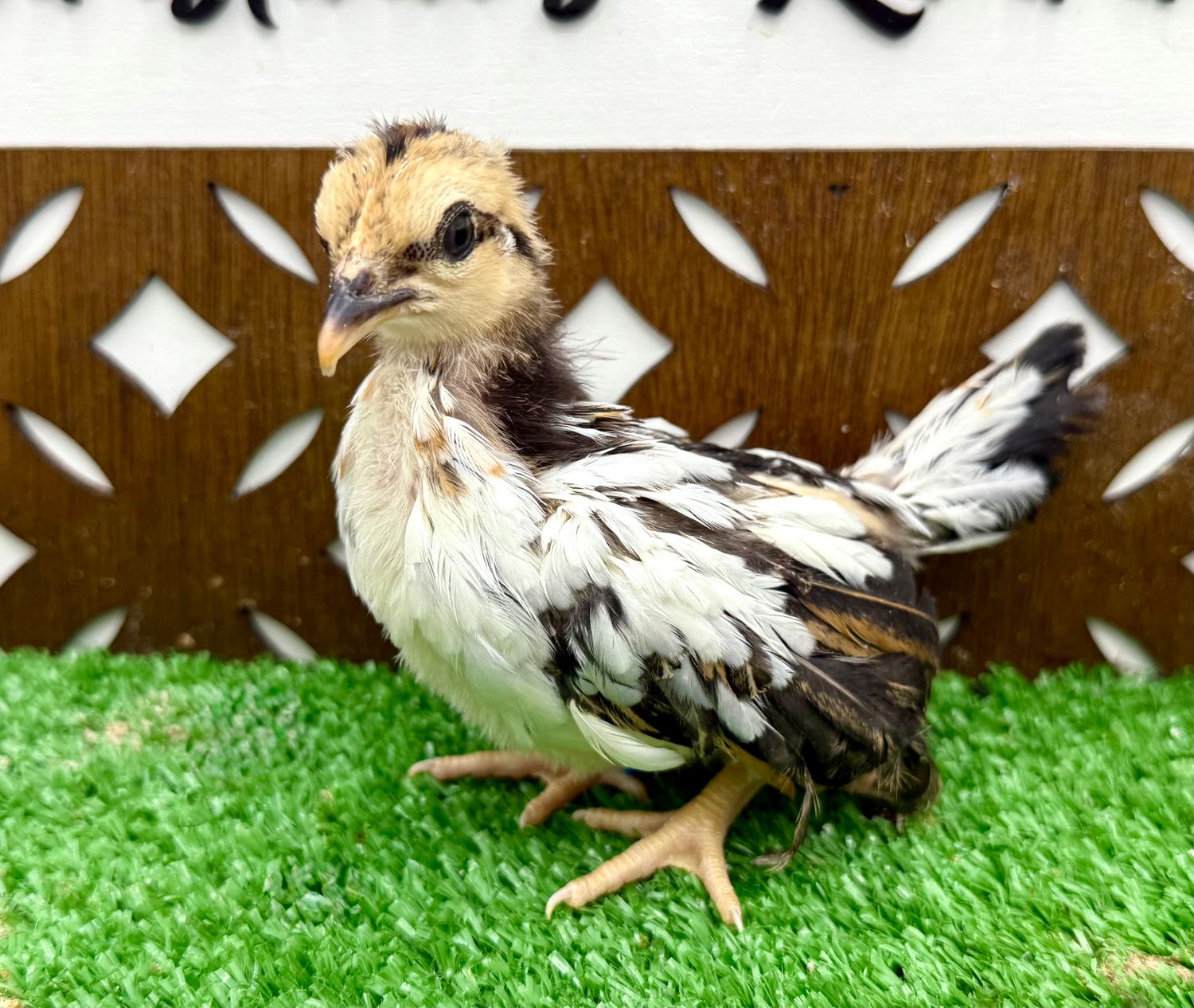 Possible Pullet