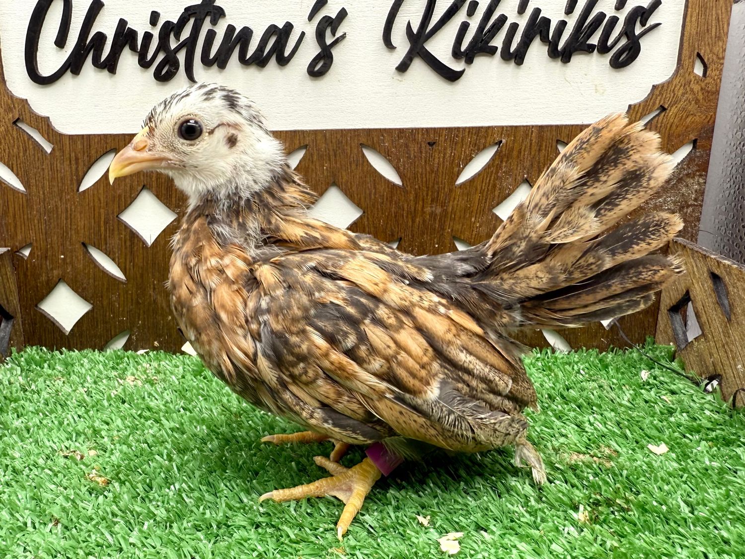 Possible Pullet