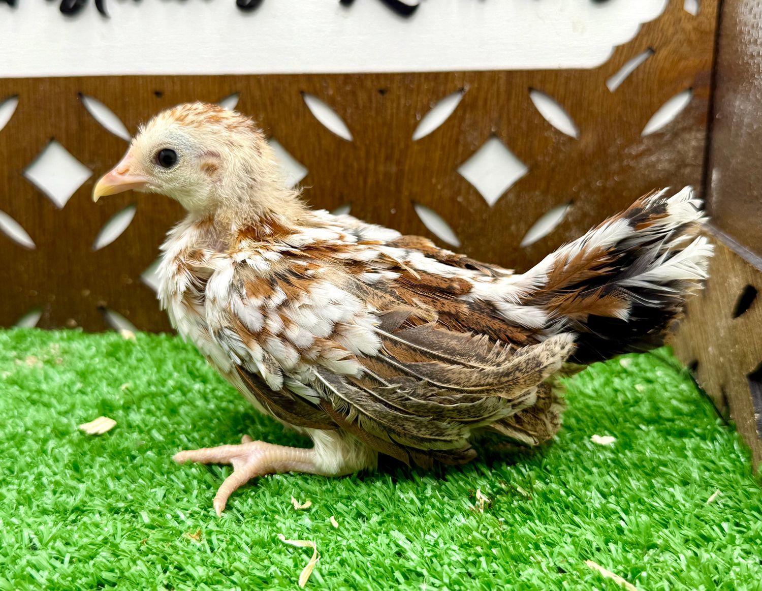 Cockerel