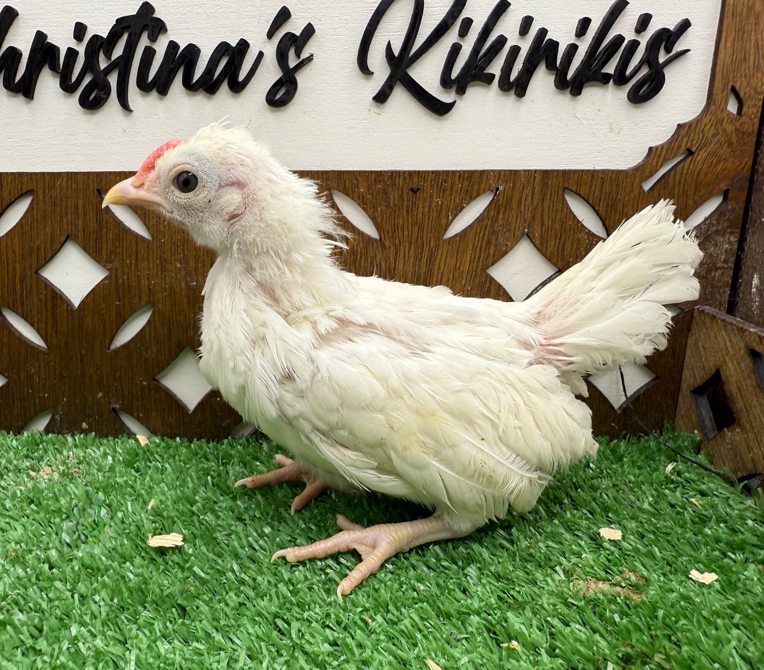Cockerel