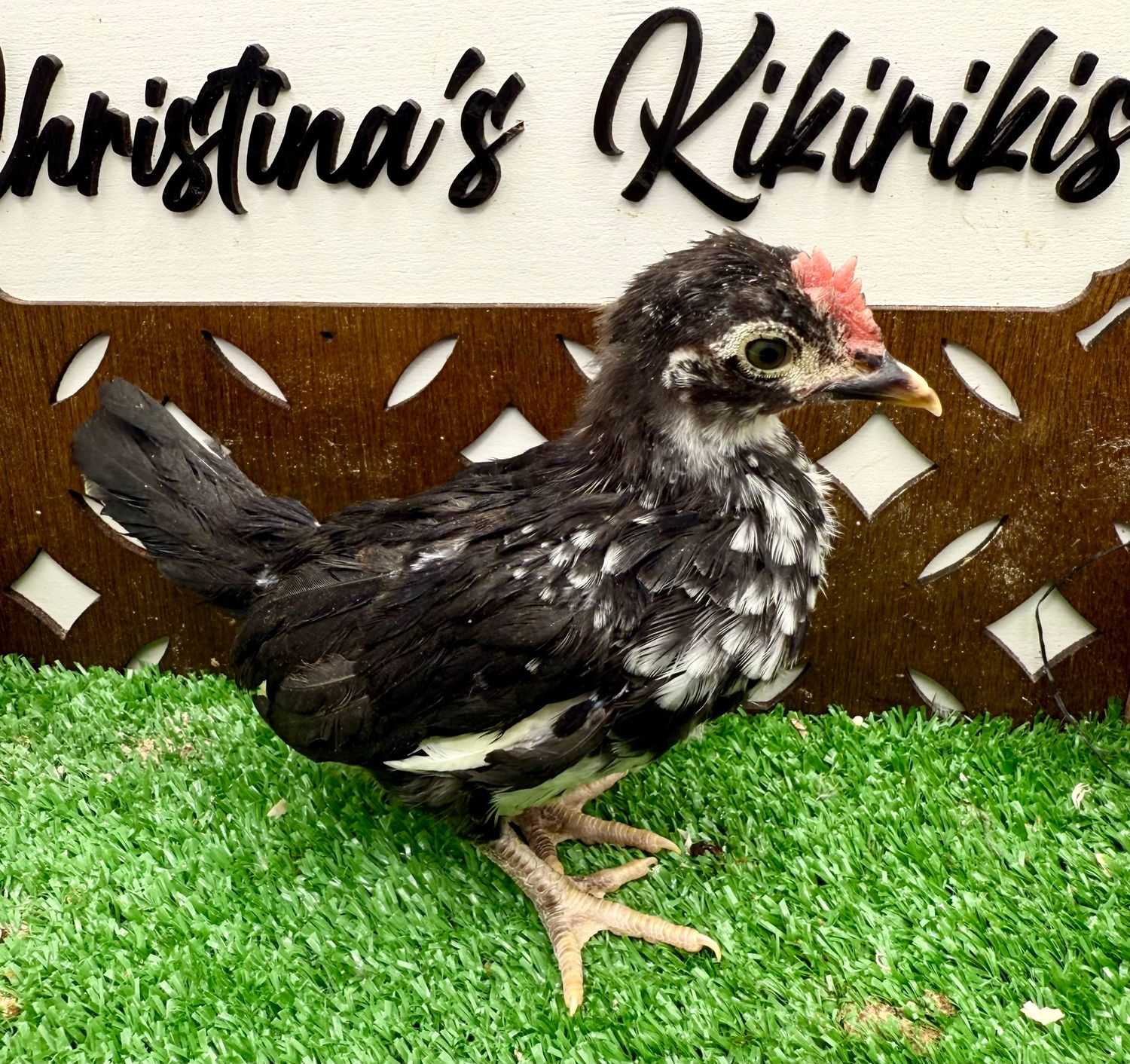 Cockerel