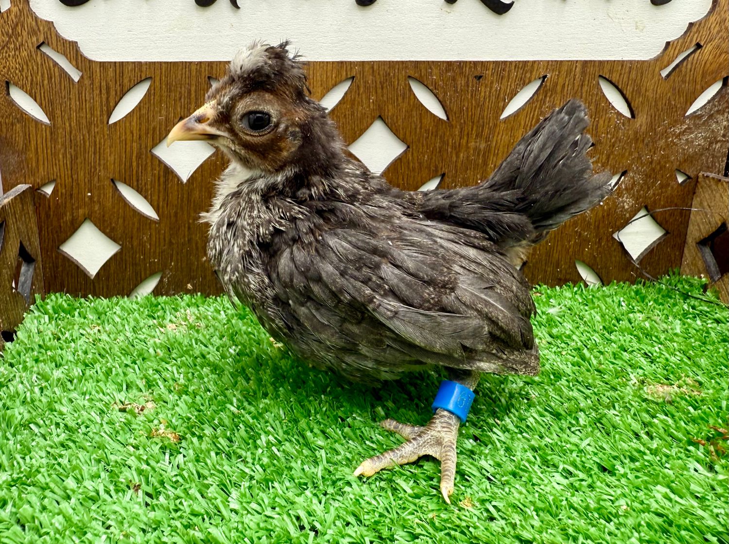 Possible Pullet
