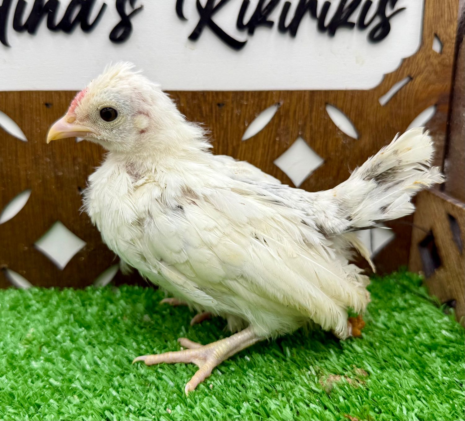 Cockerel