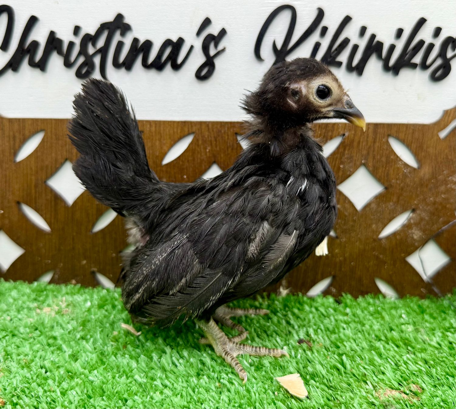 Possible Pullet