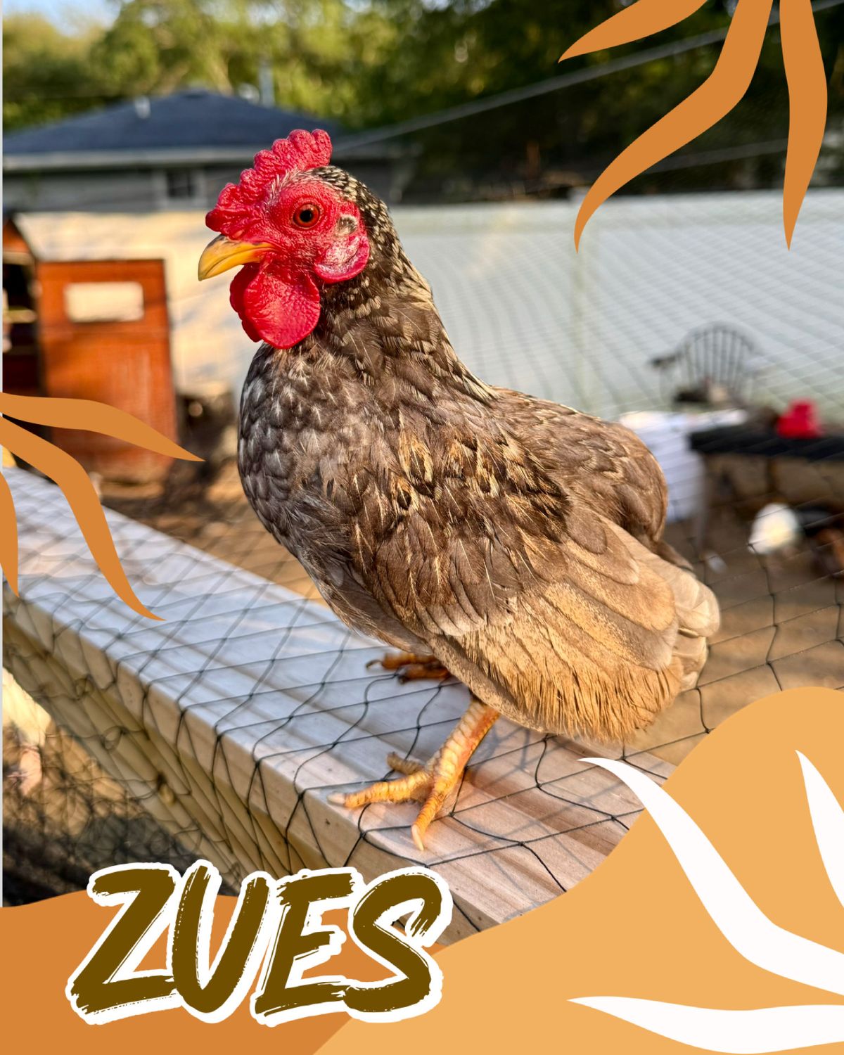 Breeder Spotlight