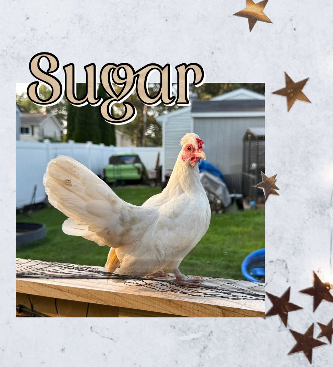 Breeder Spotlight