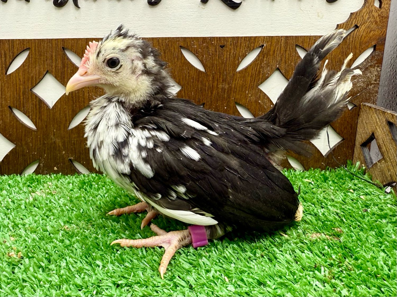 Cockerel