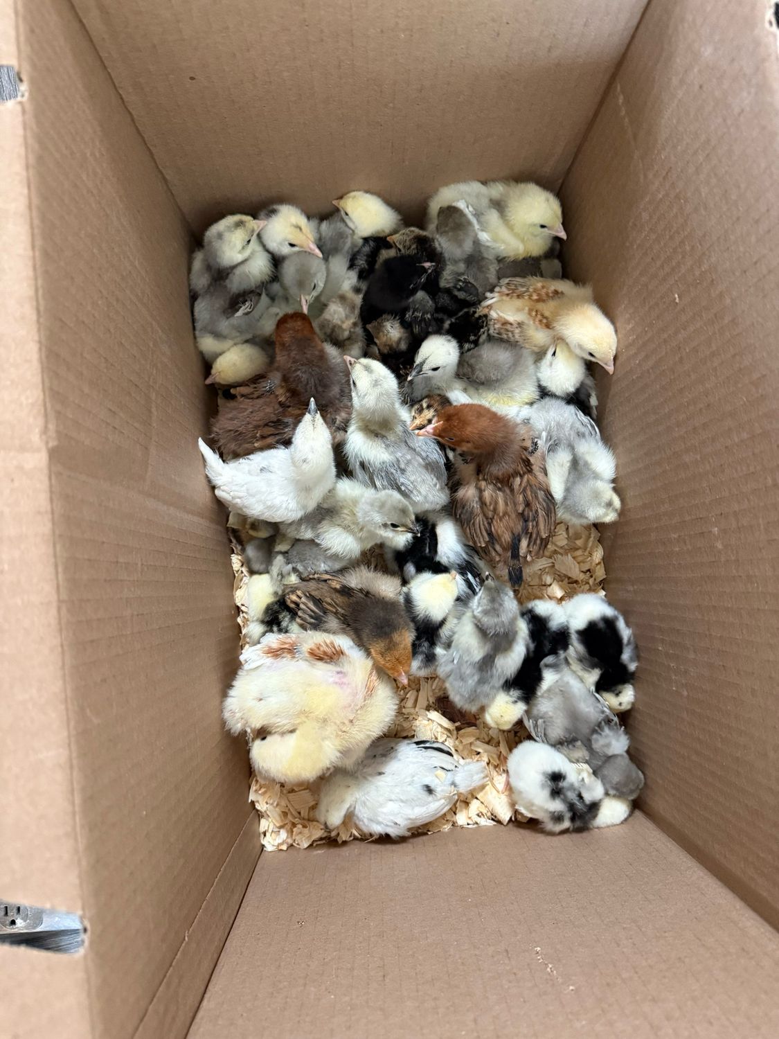 Chicks For taylor