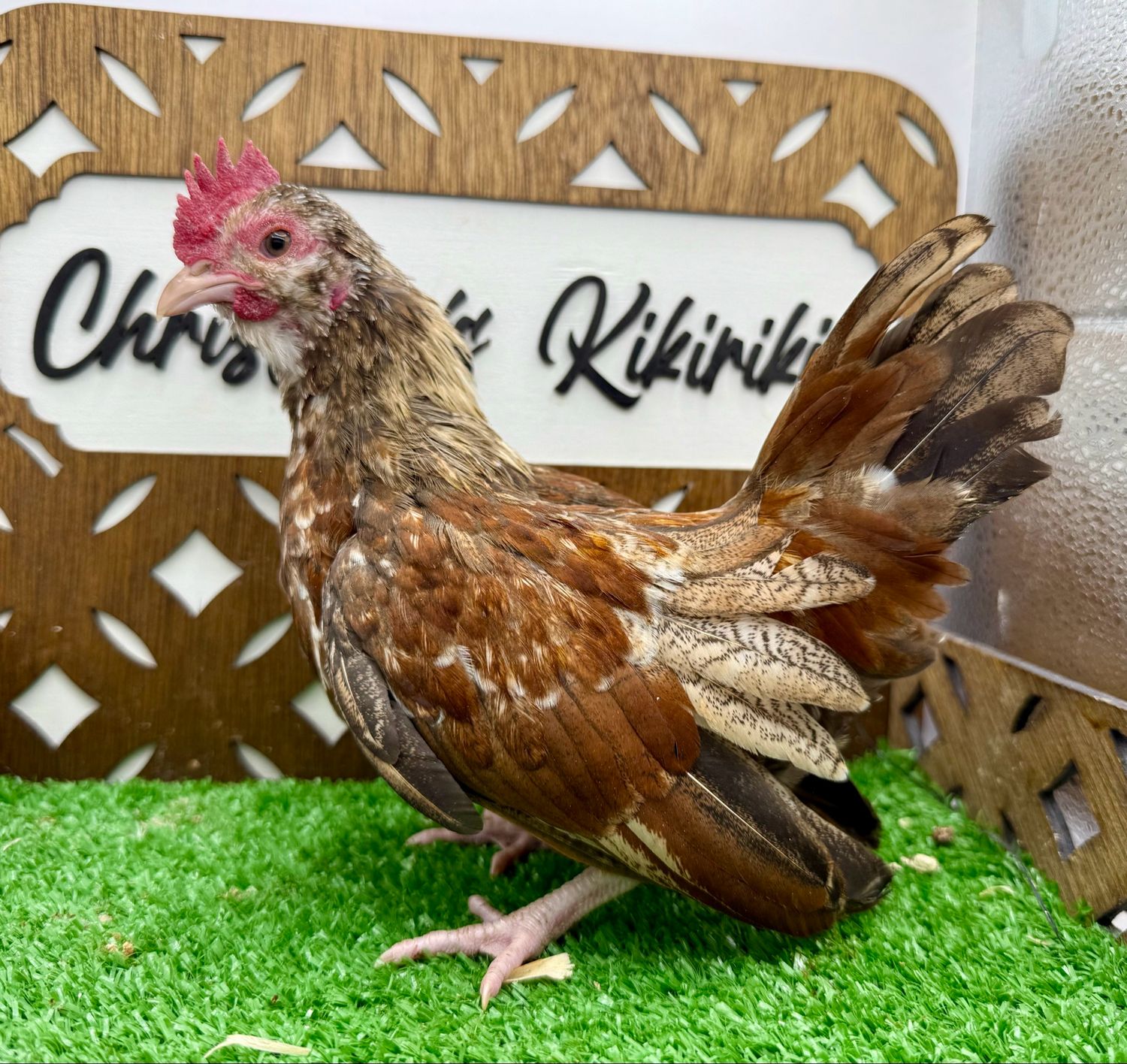 Cockerel