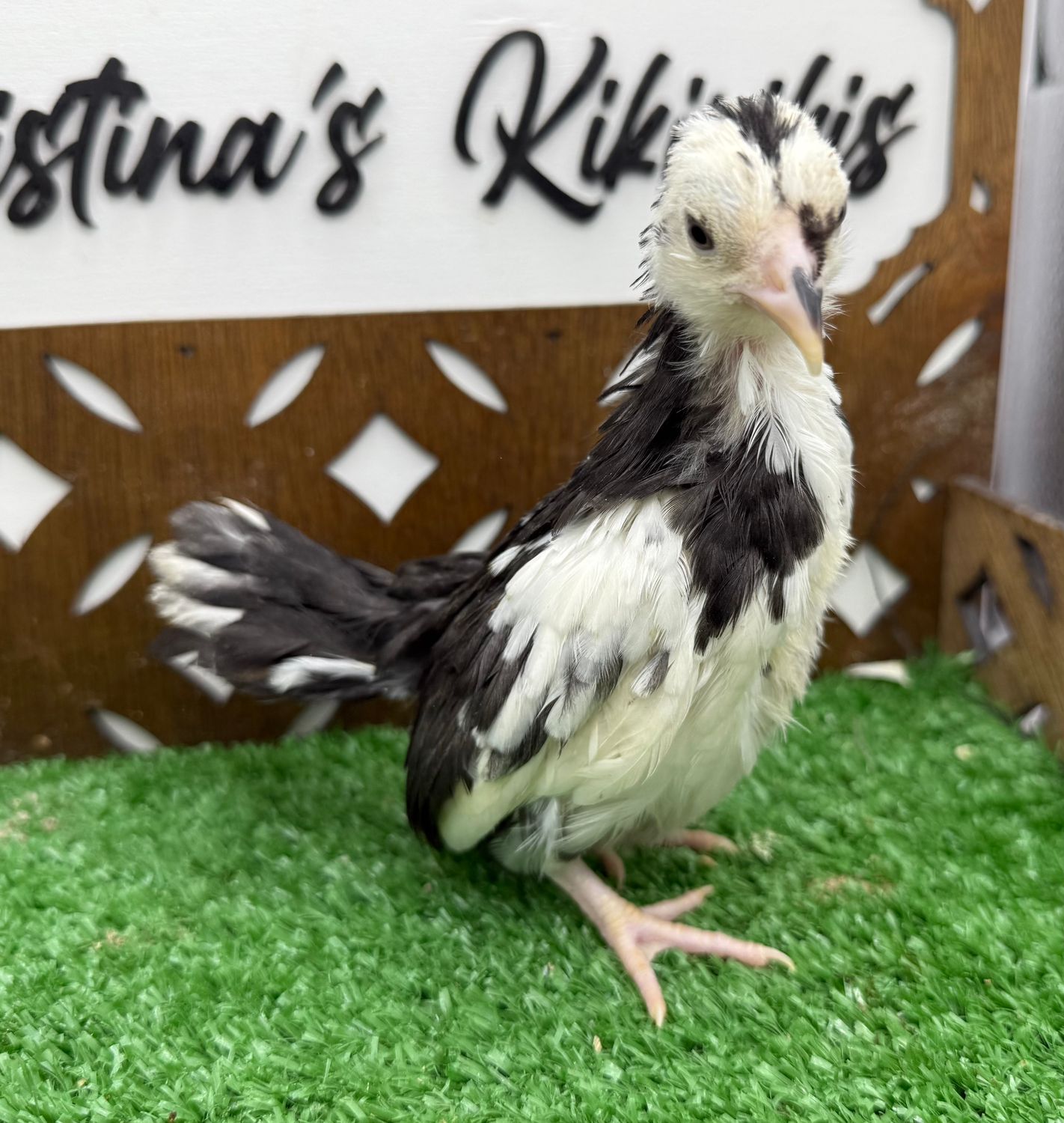 Possible Pullet