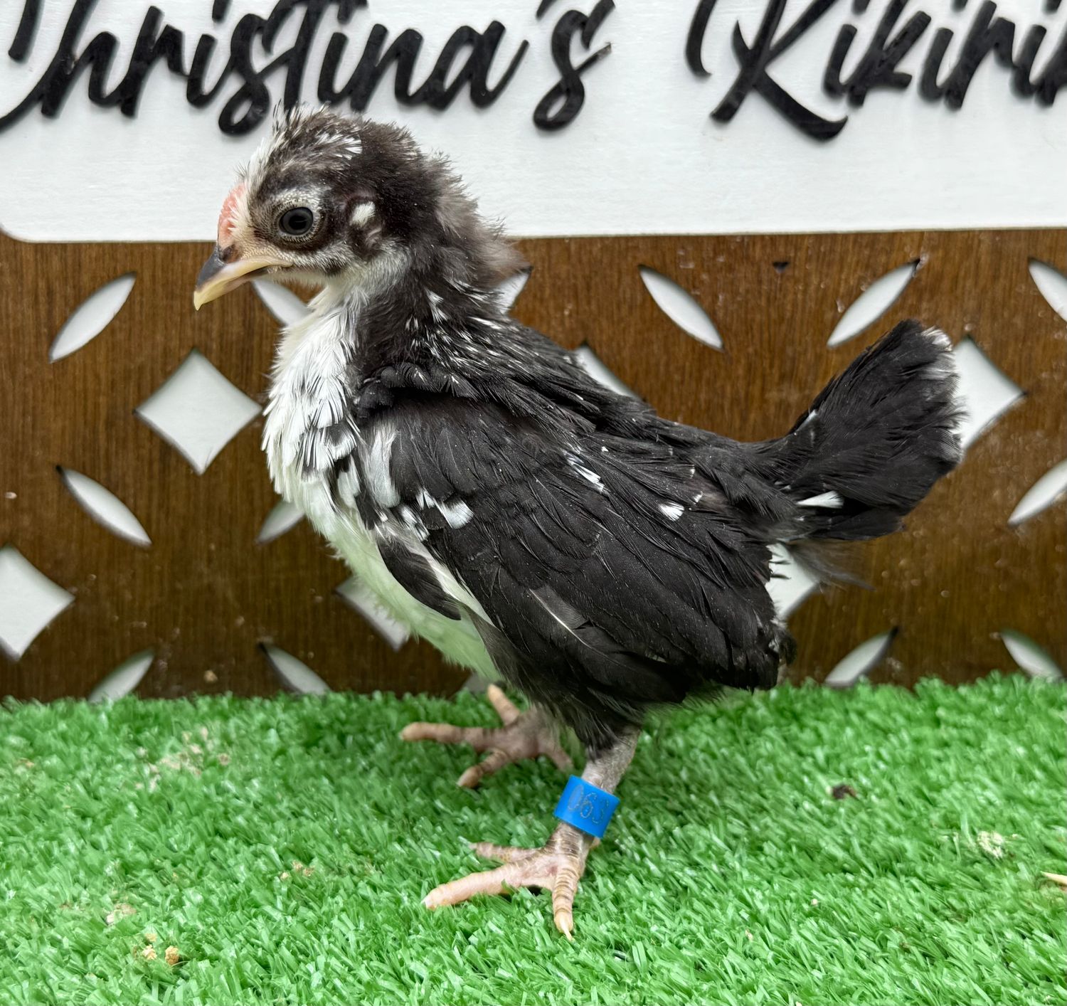 Possible Cockerel